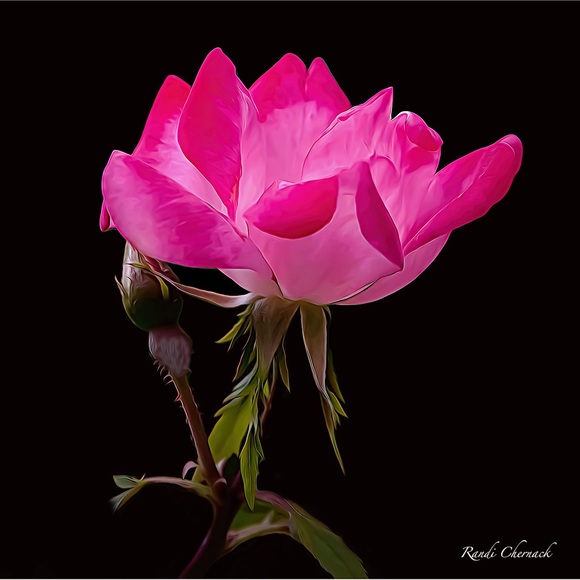 Meet your Posher, Randi - Picture 4 of 5